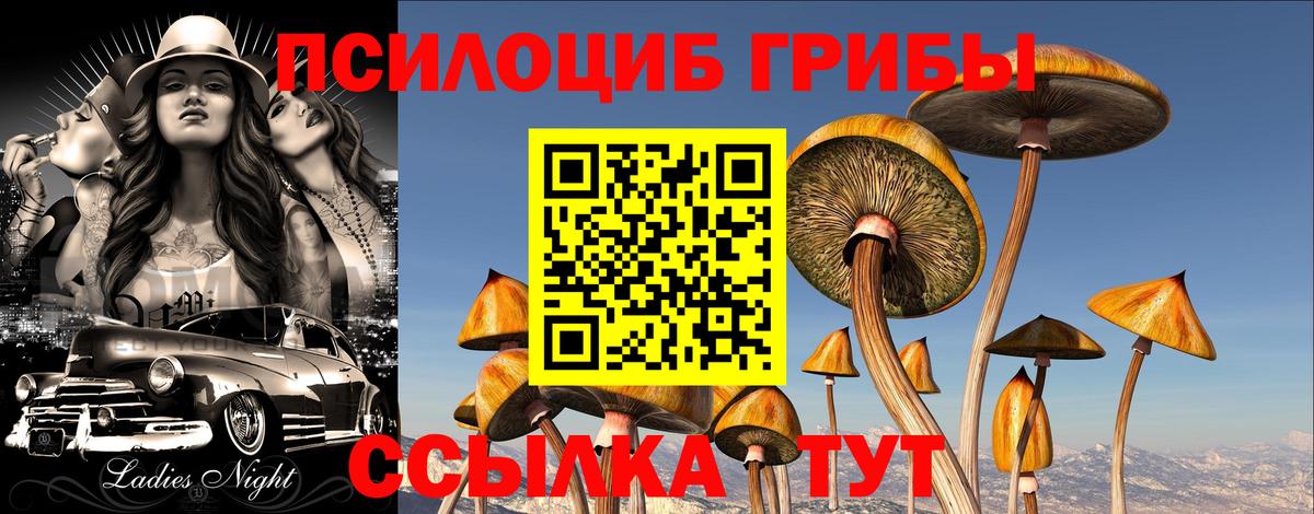 Галлюциногенные грибы Psilocybe Саров